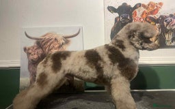 Cockapoo dogs for sale: 🐾 ADORABLE COCKAPOO PUPPIES FOR SALE! 🐾 - Advert 9