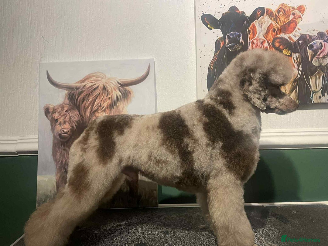 Cockapoo dogs for sale: 🐾 ADORABLE COCKAPOO PUPPIES FOR SALE! 🐾 - Advert 9