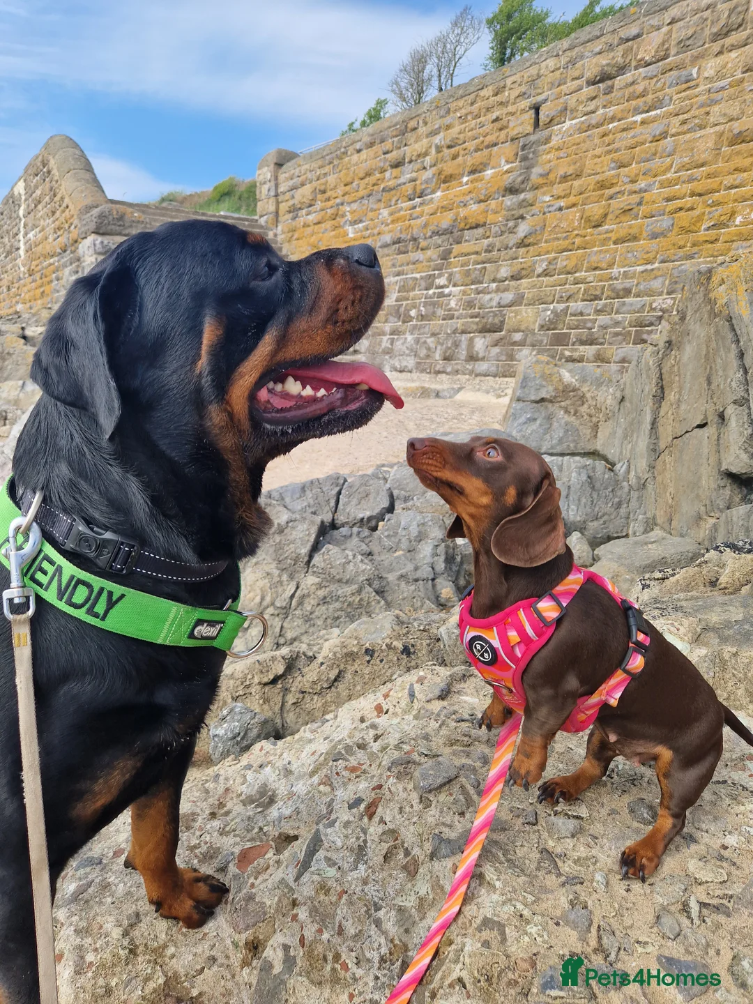 Rottweiler dogs for stud: Proven rottweiler stud NOT KC"d  - Advert 6