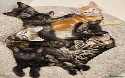 Savannah cats for sale: Beautiful Savanah  - Advert 2