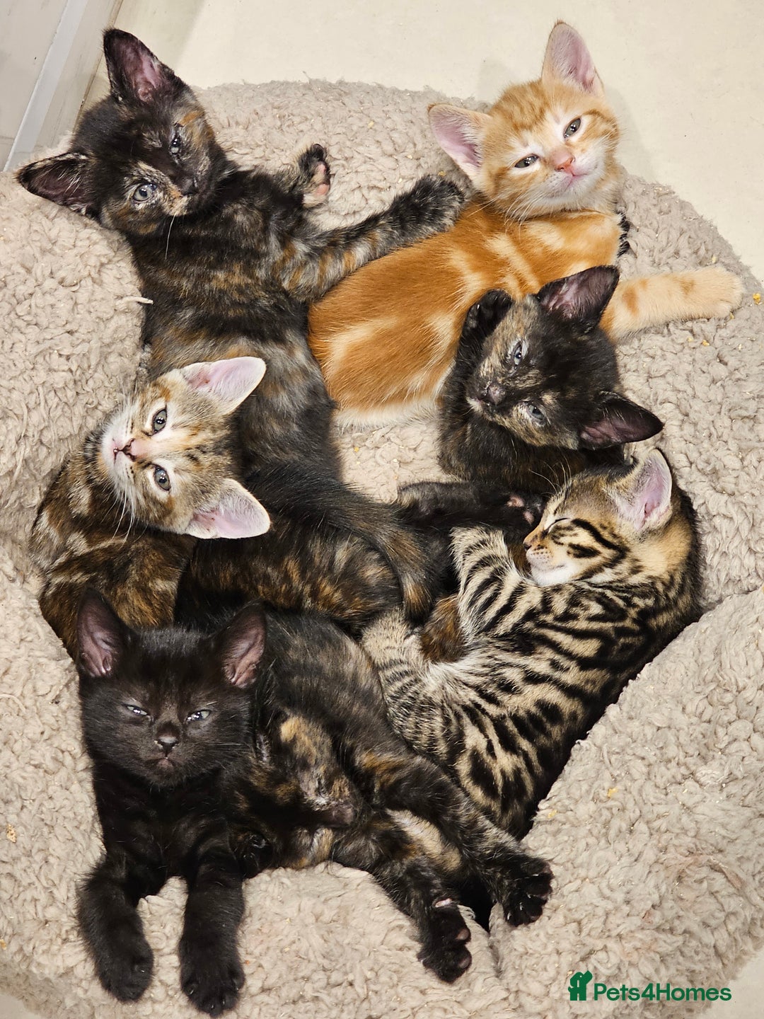 Savannah cats for sale: Beautiful Savanah  - Advert 2