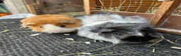 Guinea Pig rodents for sale: Guinea pigs - Advert 2