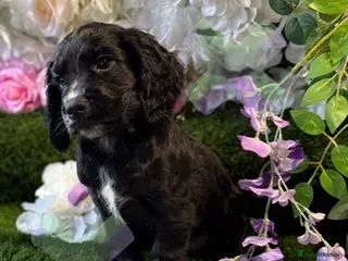Cocker Spaniel dogs for sale: Kc cocker spaniels 17 DNA HEALTH TESTED - Advert 4
