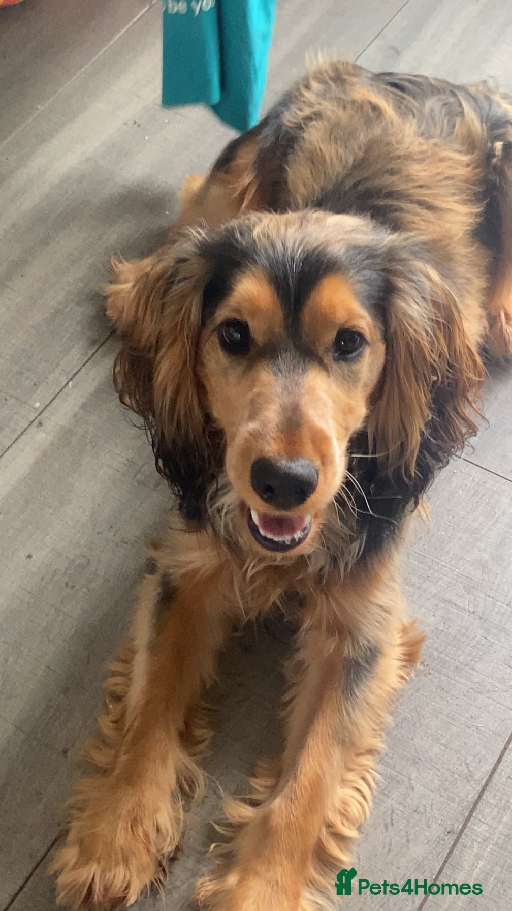 Cocker Spaniel dogs Show Type Cocker spaniel for stud - Advert 1