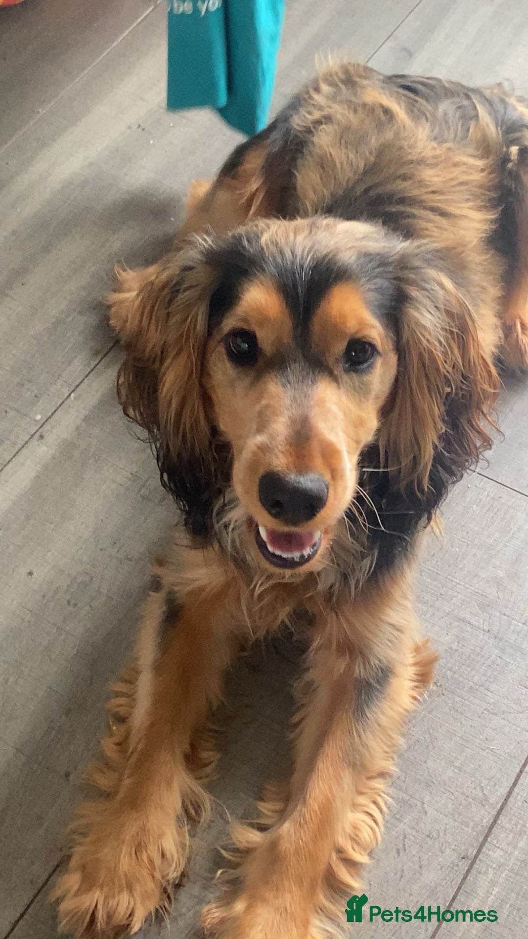 Cocker Spaniel dogs for stud: Show Type Cocker spaniel for stud - Advert 1