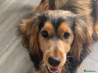 Cocker Spaniel dogs Show Type Cocker spaniel for stud - Advert 10