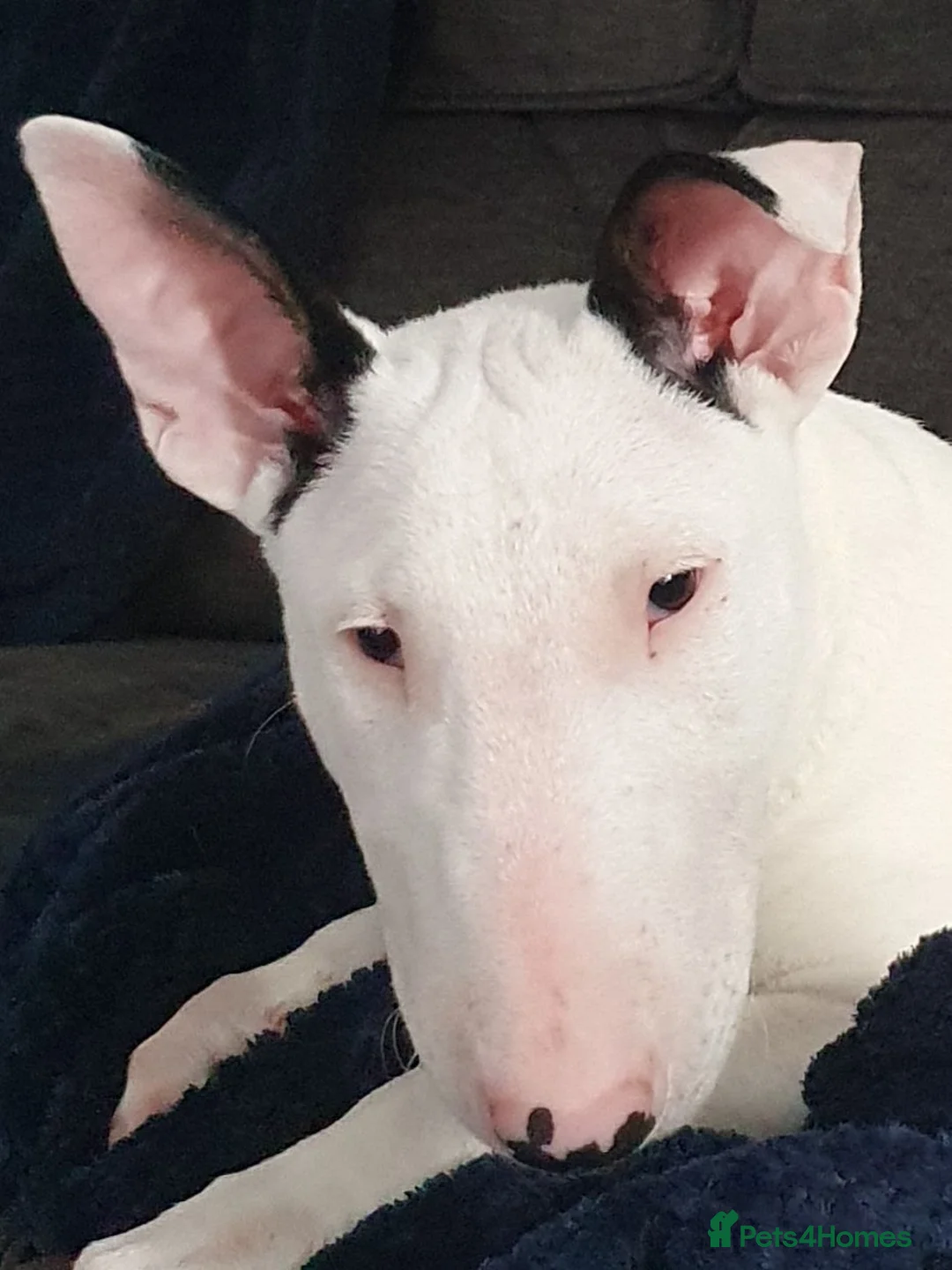 English Bull Terrier dogs for sale: English bull terrier female 21 months in Ashbourne - Advert 2