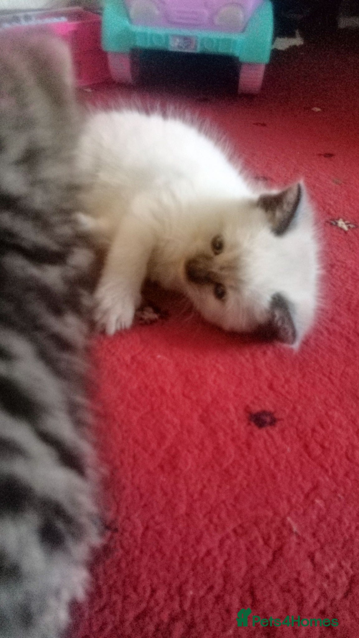 Mixed Breed cats beautiful ragdoll mix kittens ready to go - Advert 8