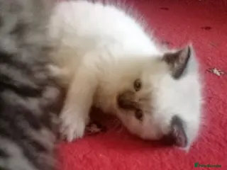 Mixed Breed cats beautiful ragdoll mix kittens ready to go - Advert 8