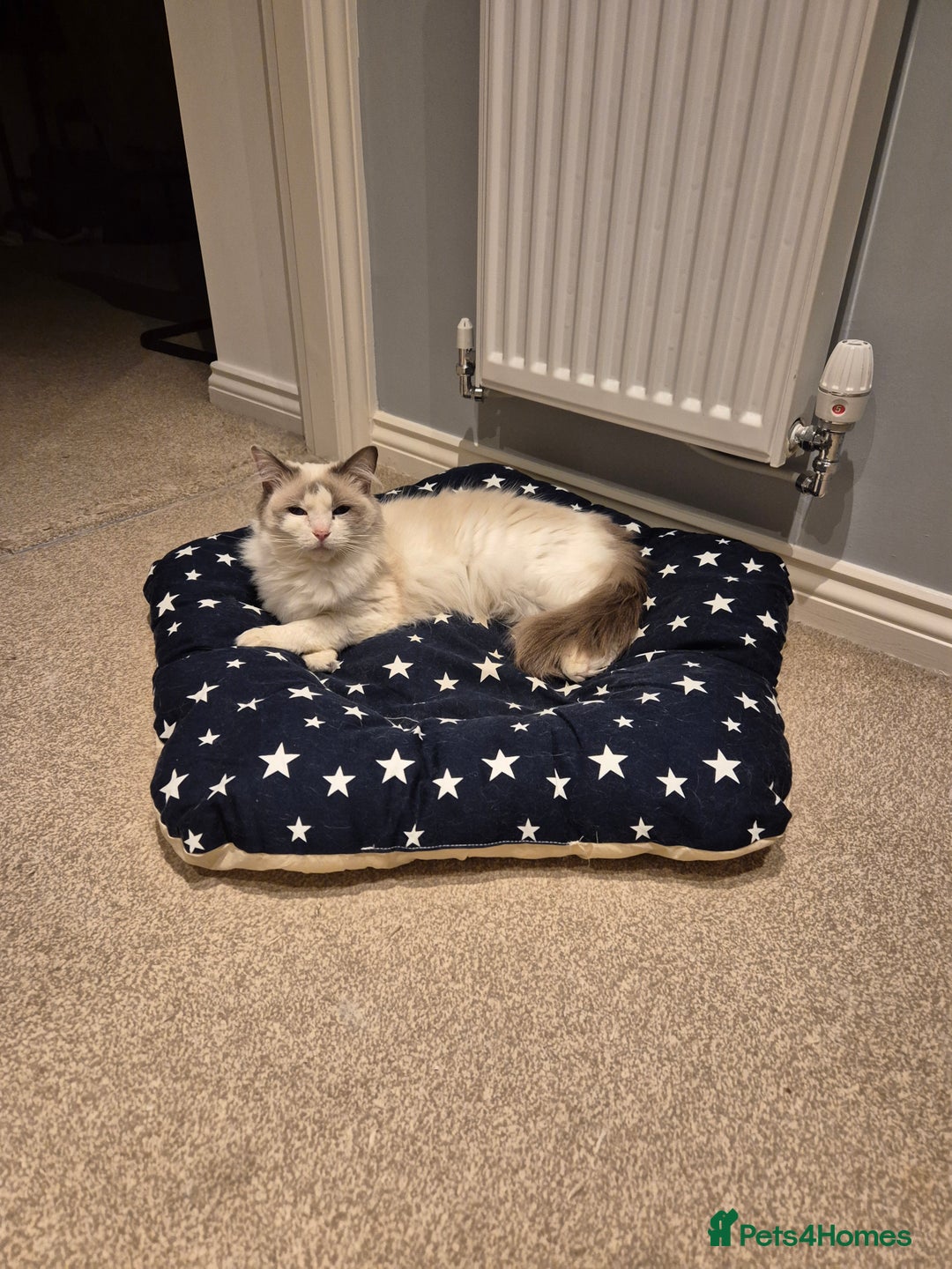Ragdoll cats for sale: Beautiful 5 year old Ragdoll - Image 3