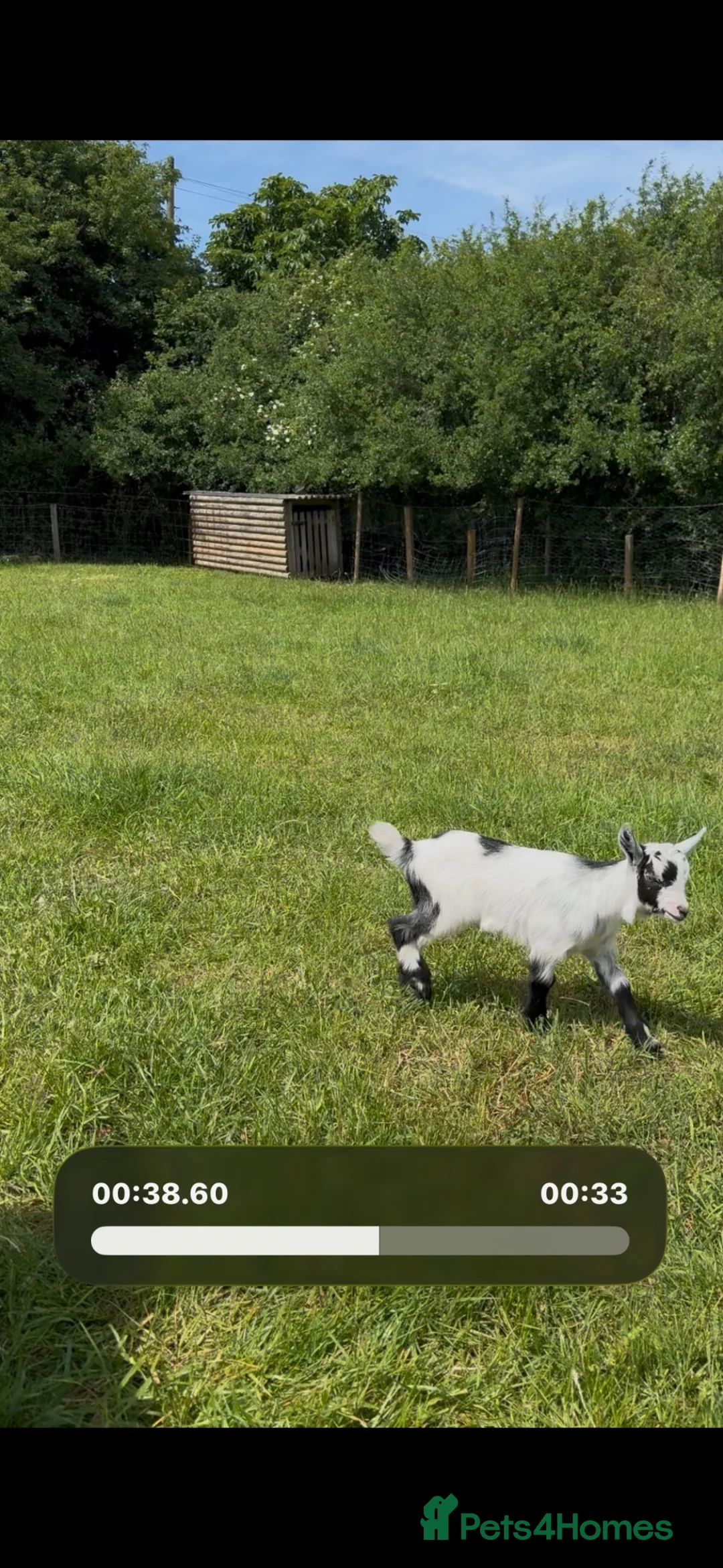 Goats livestock for sale: Pygmy goats wethers in Worksop - Advert 11