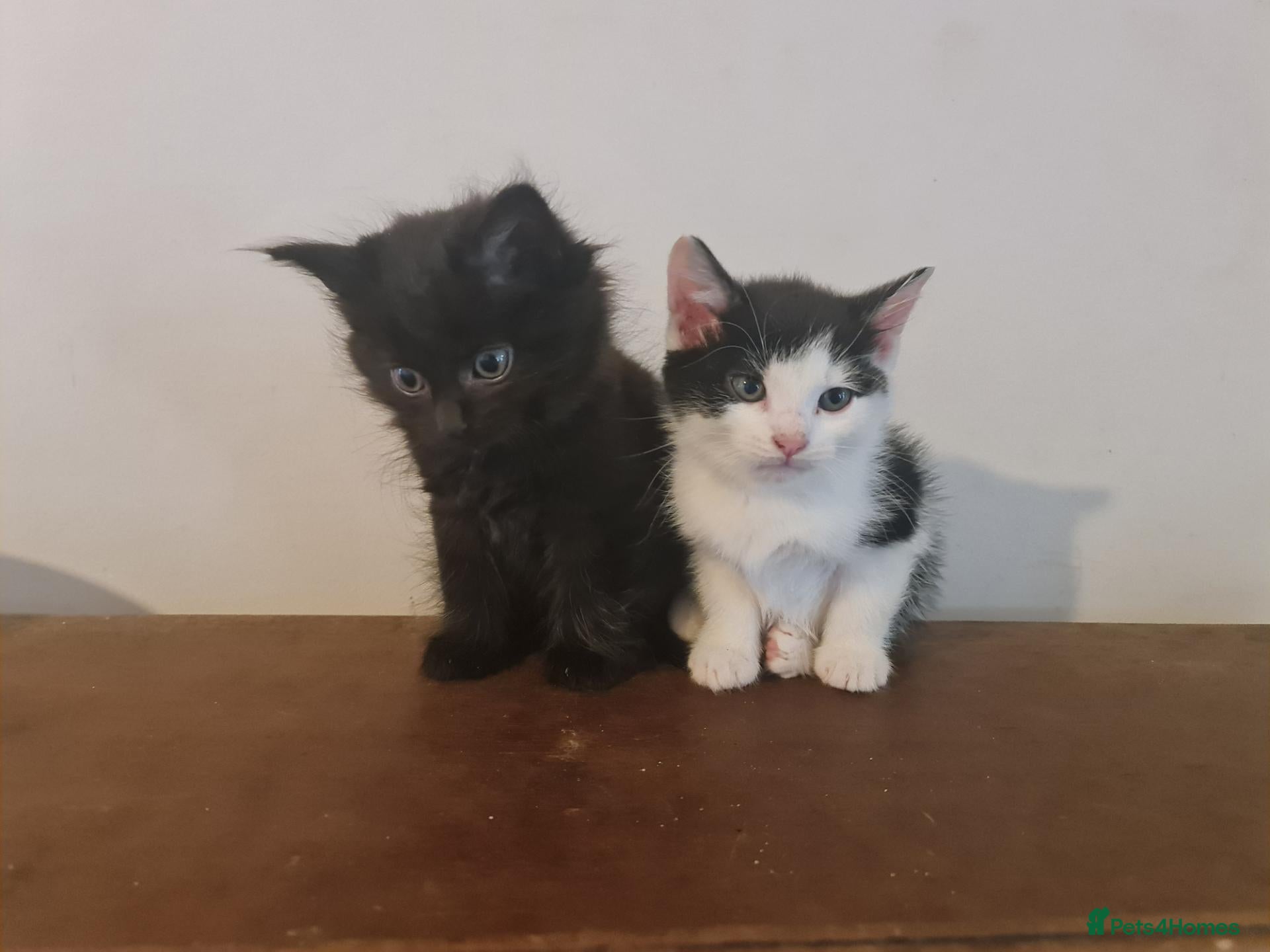 Mixed Breed cats for sale: 2 kittens for sale  - Advert 1