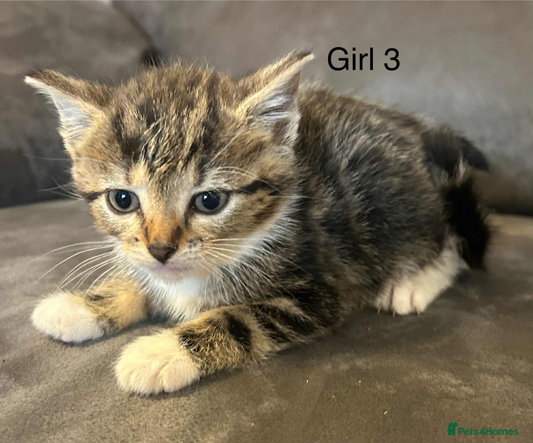 British Shorthair cats for sale: Stunning kittens available  - Image 14