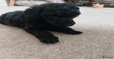 Toy Poodle dogs - Advert 4