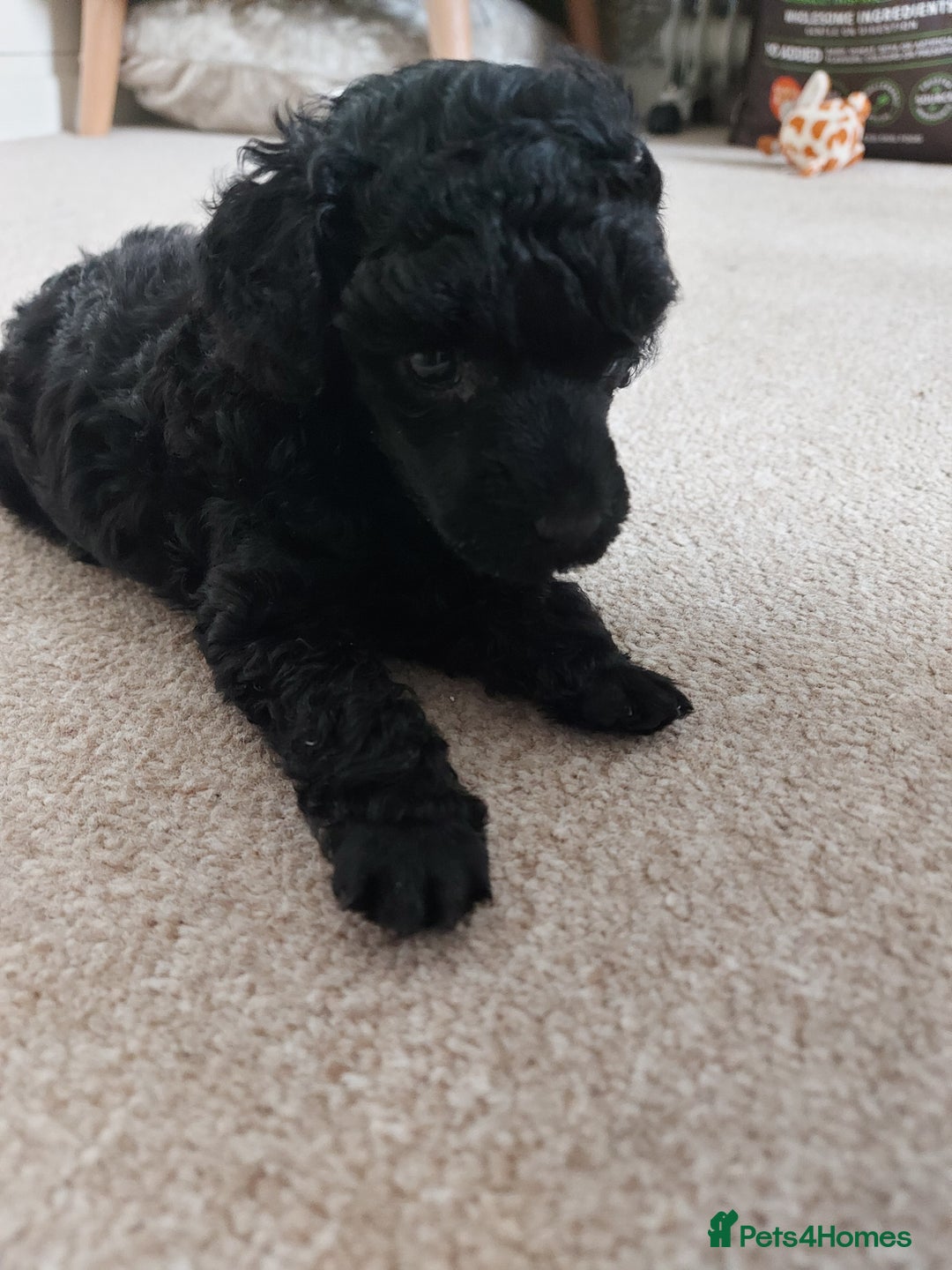 Toy Poodle dogs for sale: Kc reg black toy poodle  - Image 3