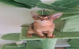 Abyssinian cats for sale: 5✨TICA Beautiful Abyssinian Kittens - Image 2
