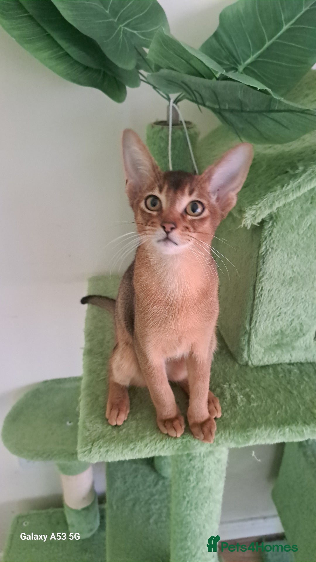 Abyssinian cats for sale: 5✨TICA Beautiful Abyssinian Kittens - Image 2