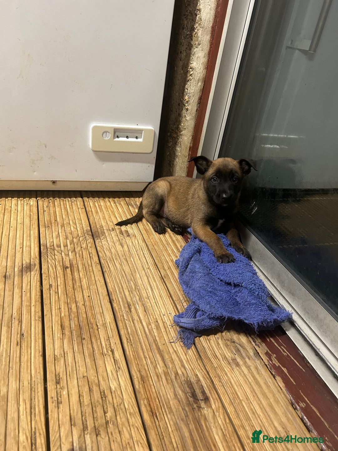 Belgian Shepherd Dog dogs for sale: 9 Belgian malinois puppies 🧬‼️ - Image 3