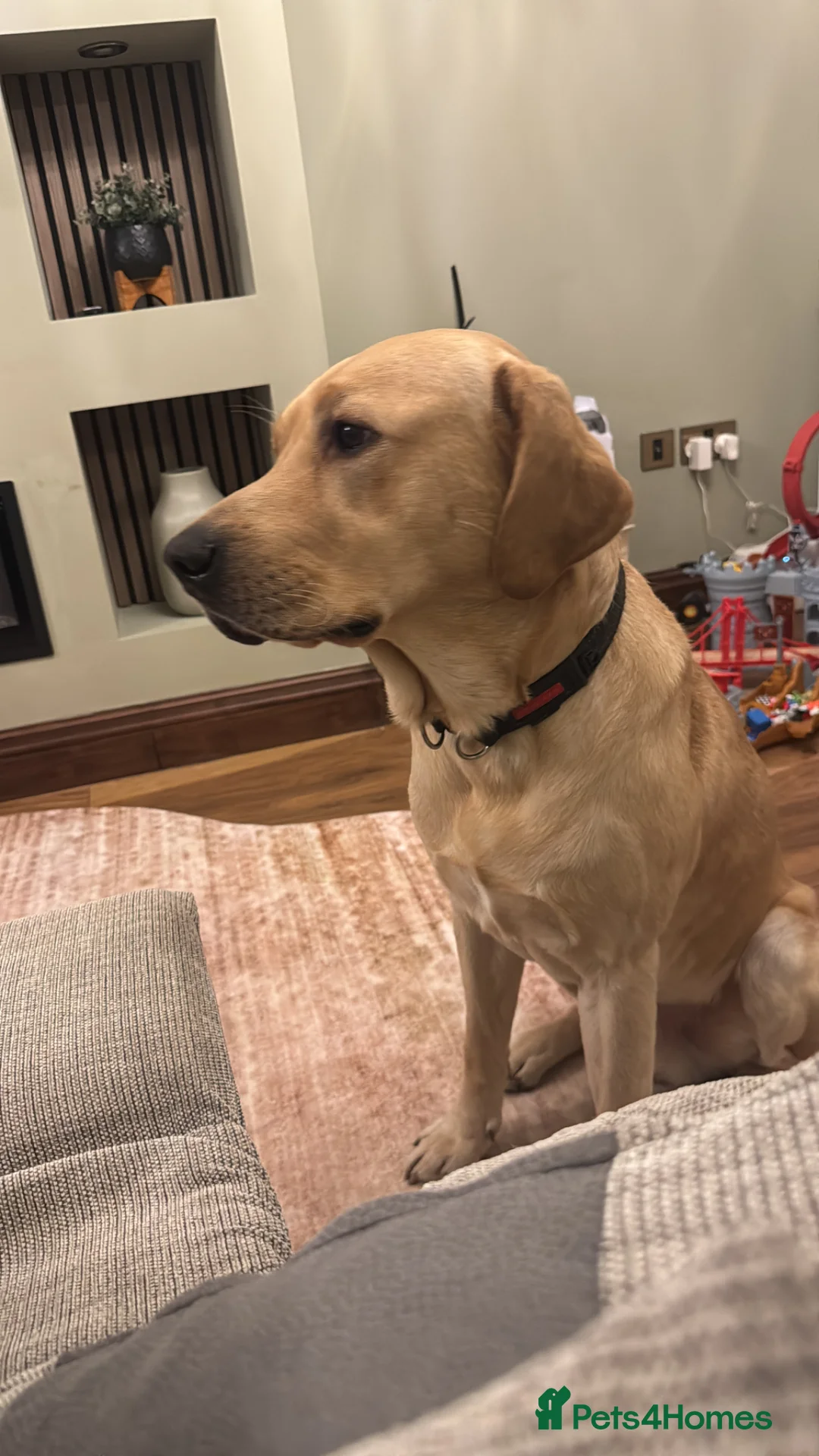 Labrador Retriever dogs for sale: Labrador  - Advert 1