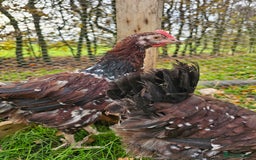 Chickens poultry for sale: Pure breed speckled Sussex pair - Image 3