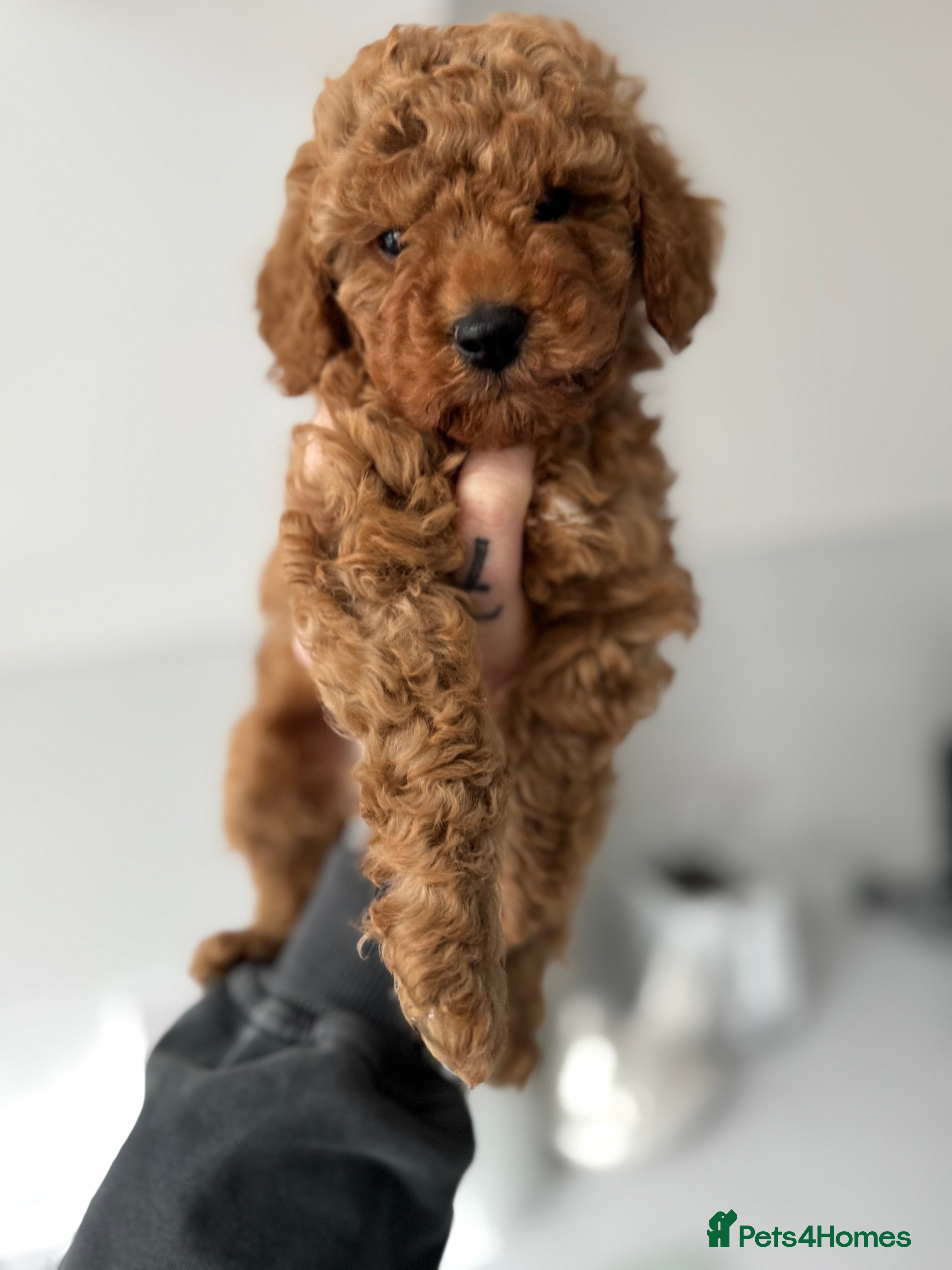 Cockapoo dogs Boy miniature cockapoo F1b - Advert 14