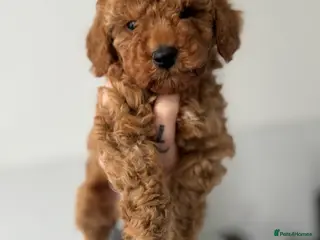 Cockapoo dogs Boy miniature cockapoo F1b - Advert 14