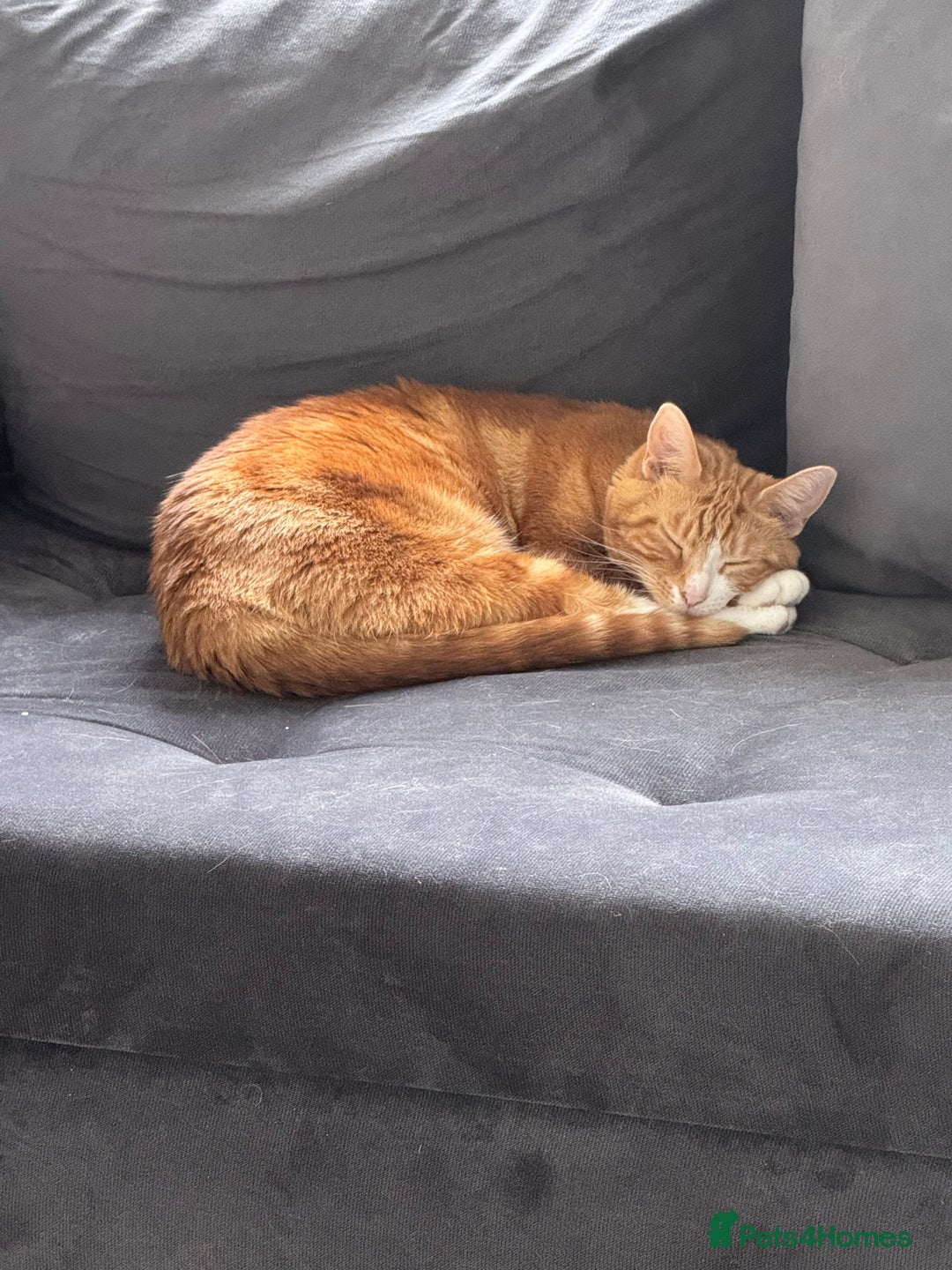 Mixed Breed cats for sale: Marla ginger cat  - Advert 1