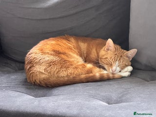 Mixed Breed cats Marla ginger cat - Advert 1