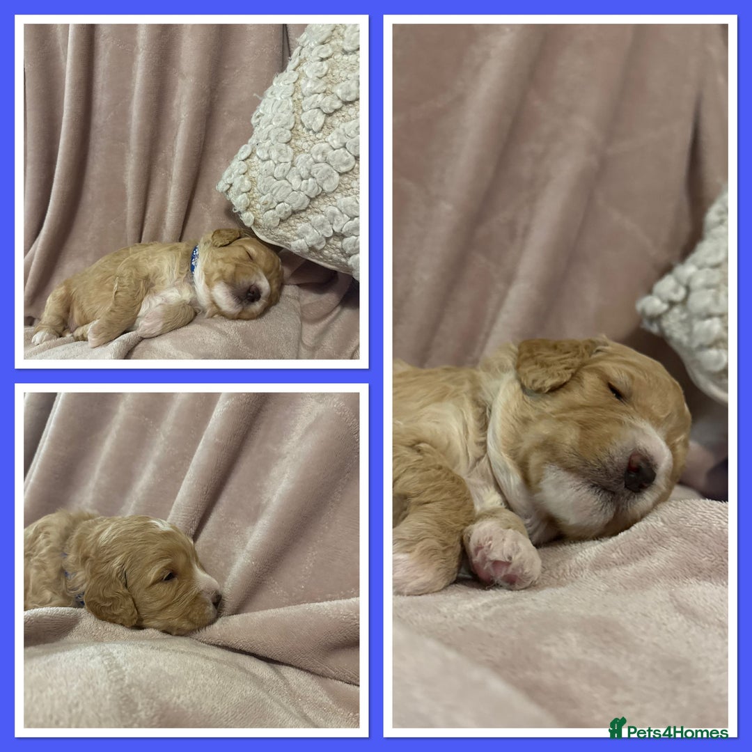 Goldendoodle dogs for sale: Beautiful Mini F1b goldendoodles family raised  - Advert 4