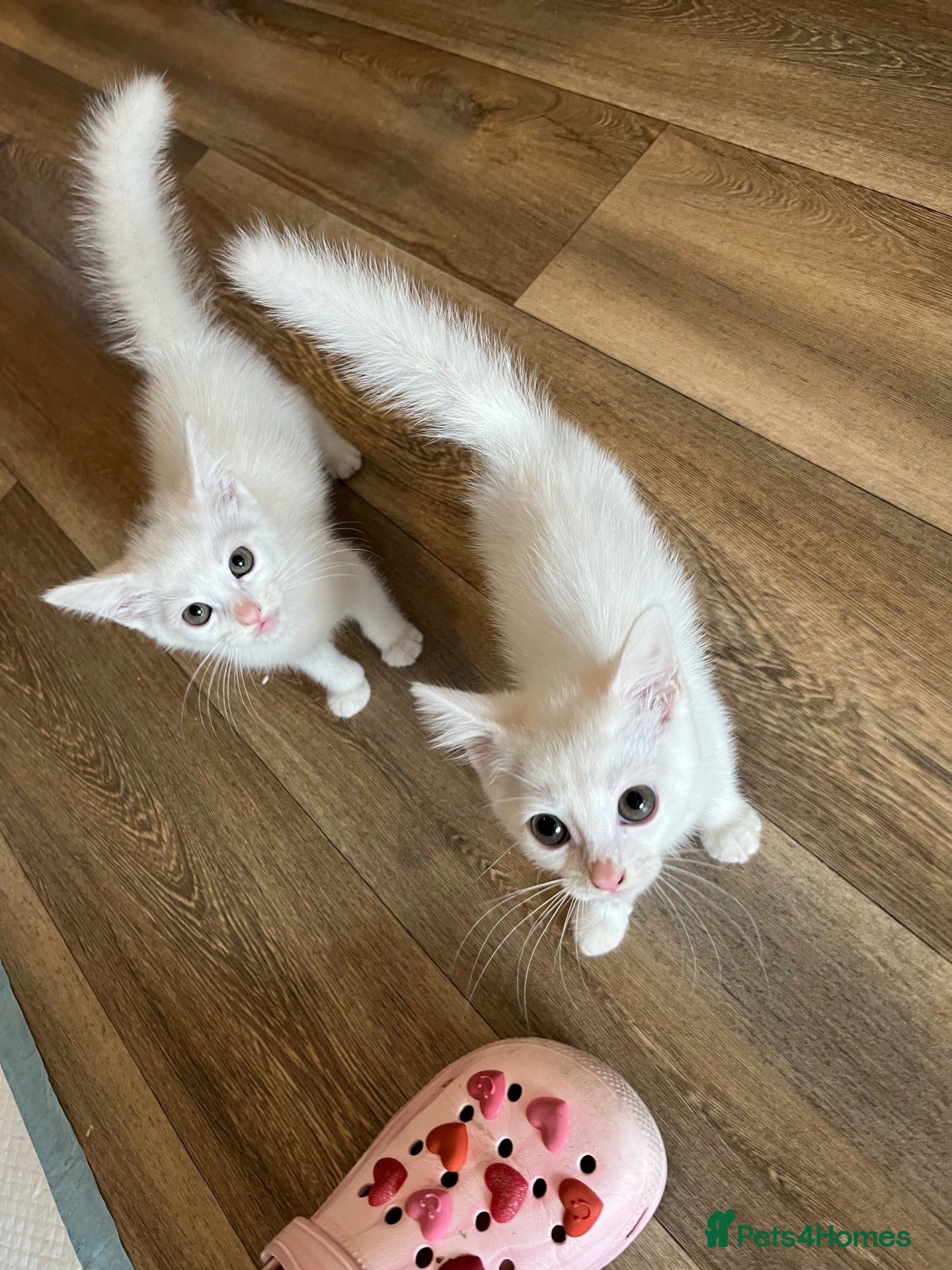 Ragdoll cats Ragdoll kittens  - Advert 6