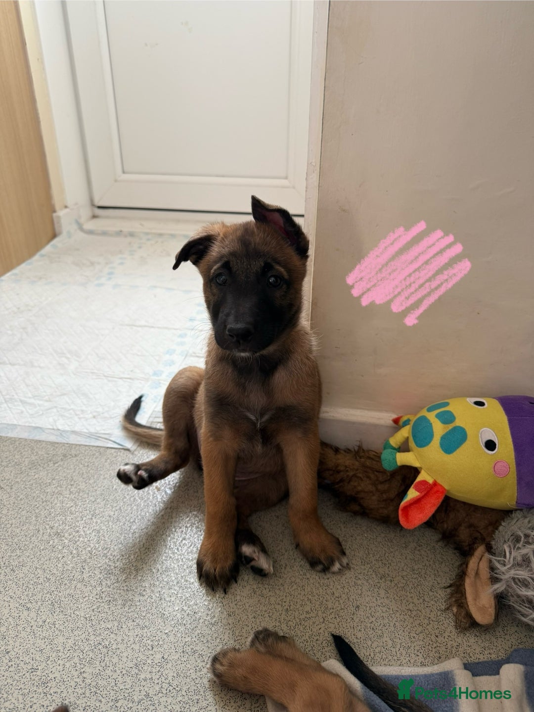Belgian Shepherd Dog dogs for sale: Belgian Malinois puppies🐾 - Image 21