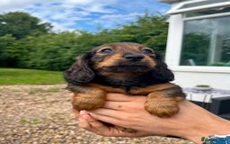 Miniature Dachshund dogs for sale: Top Show Quality KC Miniature Dachshund Puppies - Image 30