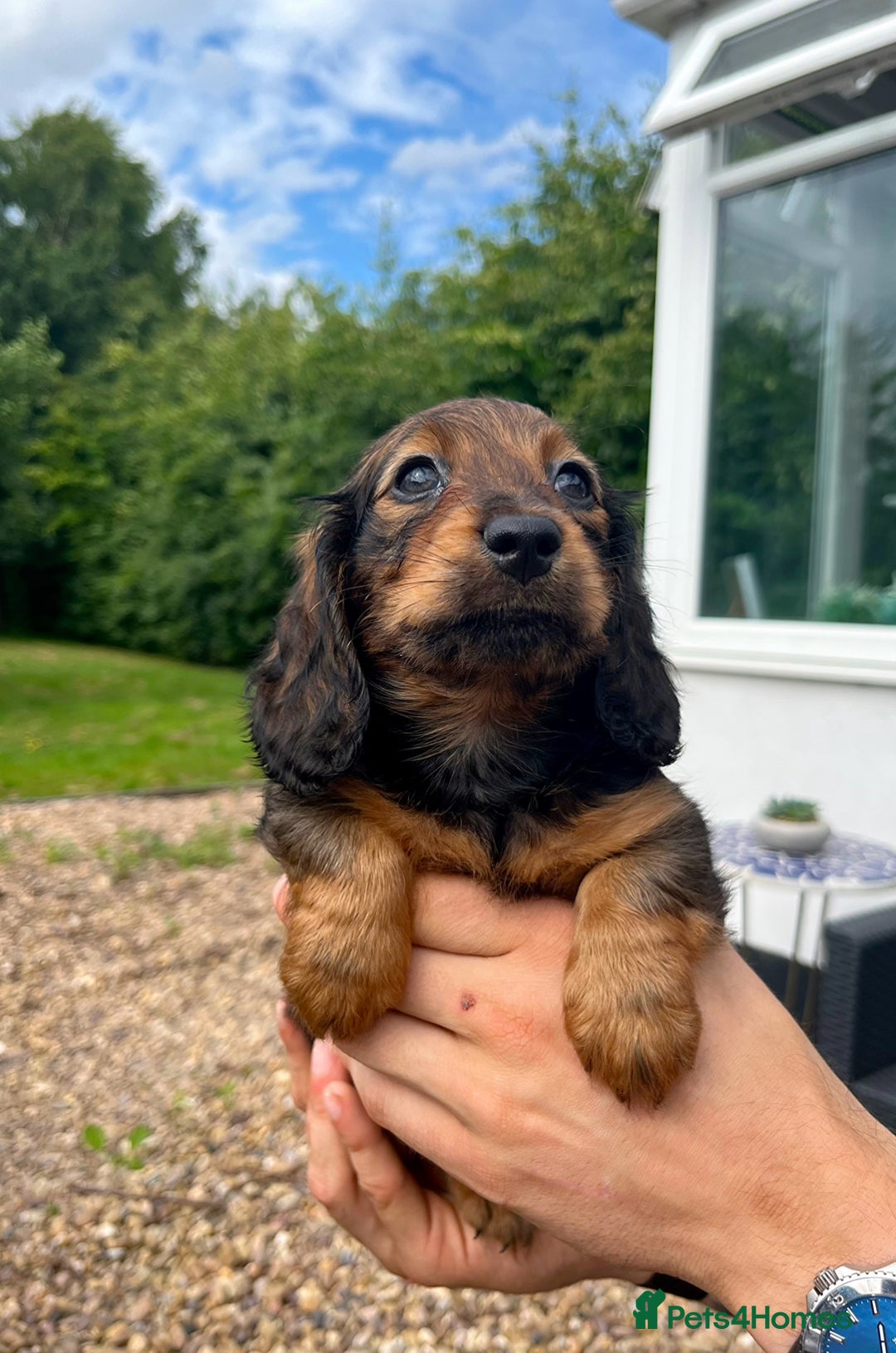 Miniature Dachshund dogs for sale: Top Show Quality KC Miniature Dachshund Puppies - Image 30