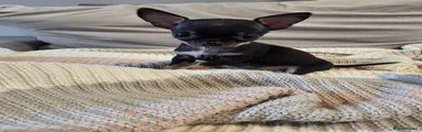 Chihuahua 2