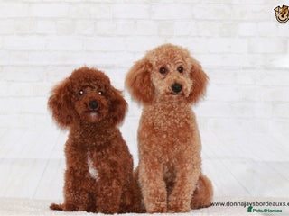 Toy Poodle dogs in Stafford - Advert 39