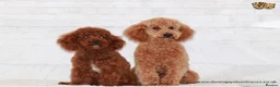 Toy Poodle dogs for stud: Donnajays 5* PROVEN, HEALTH TESTED & PROFESSIONAL in Stafford - Advert 1