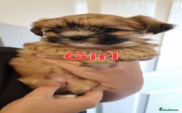 Shih Tzu dogs for sale: Shihtzu puppies - Image 5