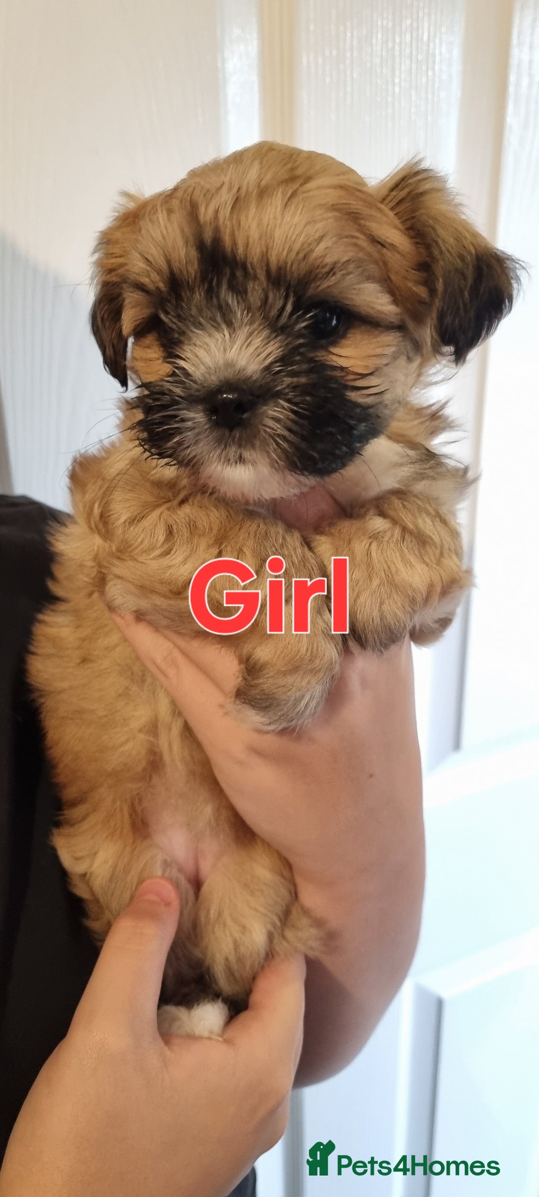 Shih Tzu dogs for sale: Shihtzu puppies - Image 5