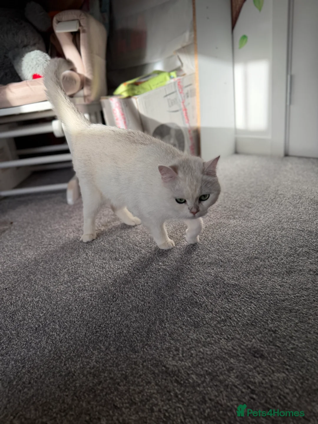 British Shorthair cats for sale: Chinchilla British short hair - Advert 2
