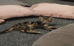 Bengal cats for sale: 2 brothers for sale  - Image 9