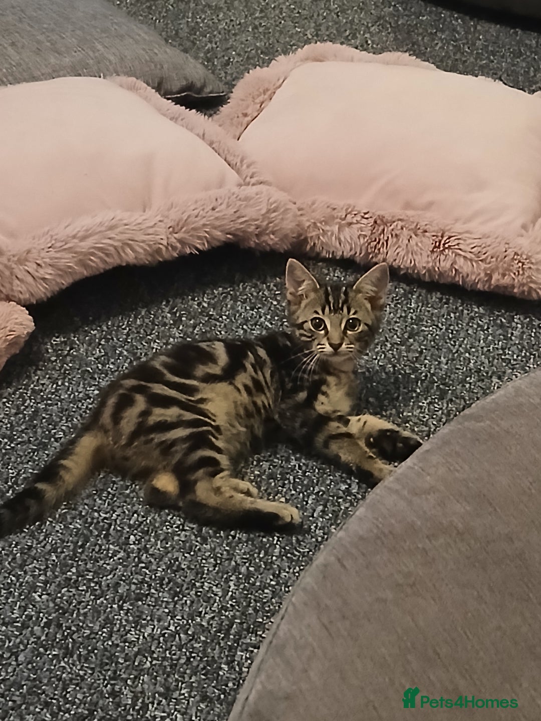 Bengal cats for sale: 2 brothers for sale  - Image 9