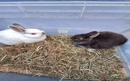 Netherland Dwarf rabbits for sale: Baby Netherland dwarf rabbits for sale £50 each  - Advert 11
