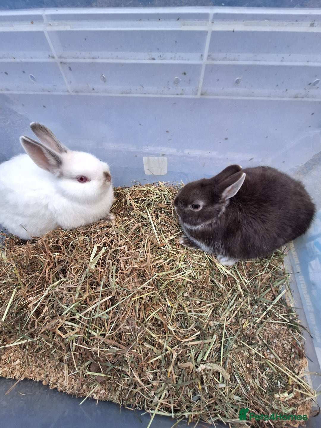 Netherland Dwarf rabbits for sale: Baby Netherland dwarf rabbits for sale £50 each  - Advert 11