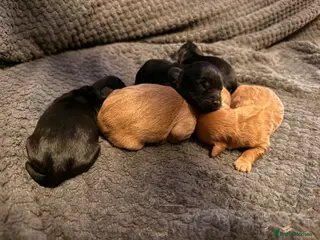 Cavapoo dogs F1 cavapoo - Advert 1