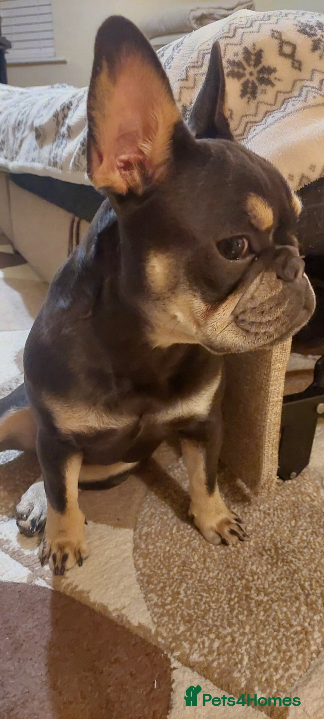 French Bulldog dogs for sale: Beautiful Blue French Bulldog Girl - 7 months old - Advert 4