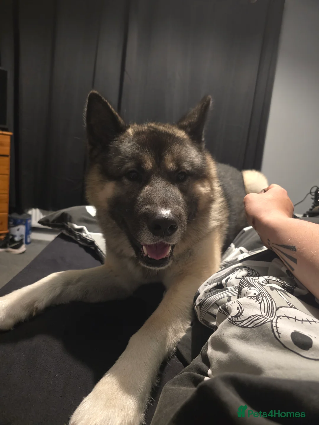 Mixed Breed dogs for sale: Pedro - Advert 10