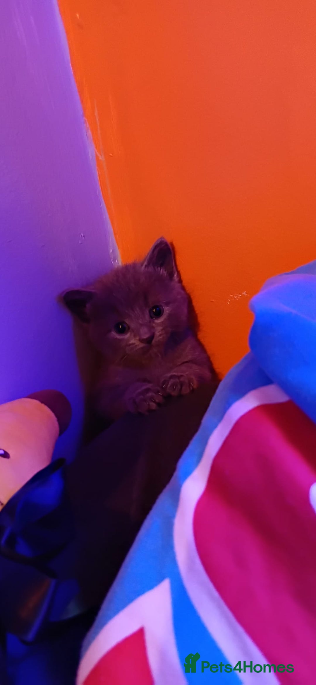 Mixed Breed cats for sale: 3 Blue British shorthair and Mancoon mixed kittens - Advert 14