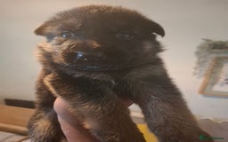 German Shepherd dogs for sale: German Shepherd Puppy 4 - Exceptional German shepherd puppies  - Image 12