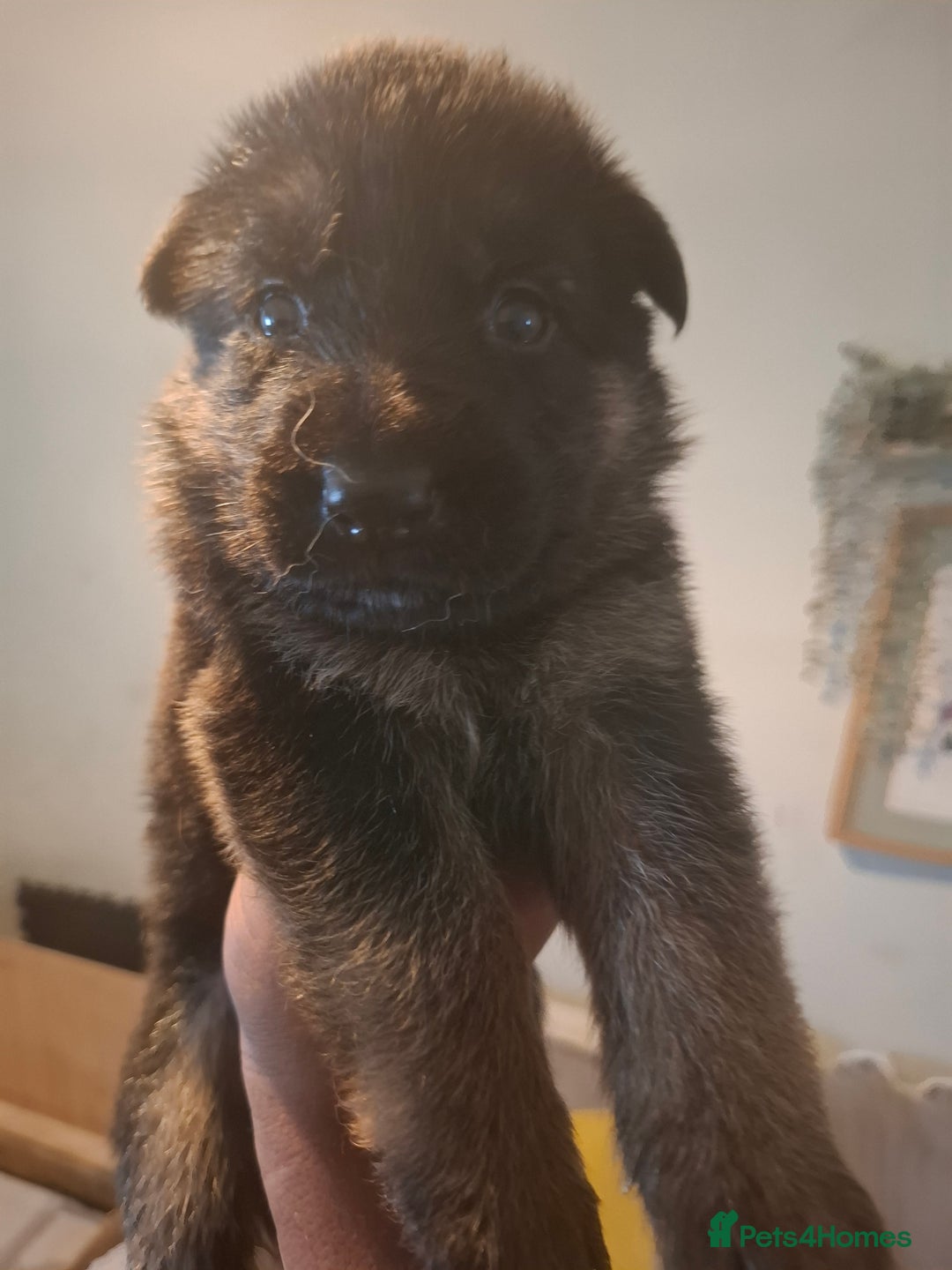 German Shepherd dogs for sale: German Shepherd Puppy 4 - Exceptional German shepherd puppies  - Image 12