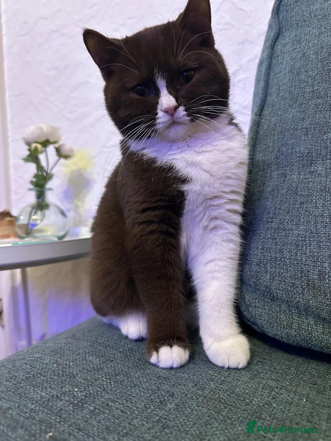 British Shorthair cats for sale: Chocolate bicolour - active reg GCCF  - Advert 2